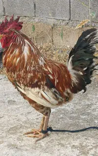 خروس