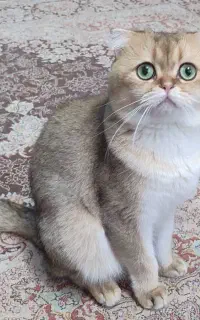 گربه اسکاتیش