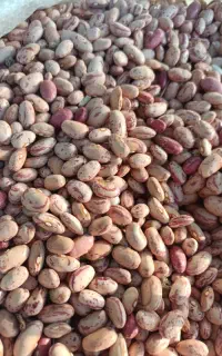 لوبیا چیتی