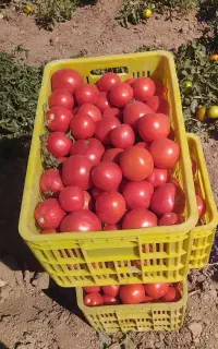 گوجه ربی وخوراکی با تحویل و آبگیری درب منزل مشتری