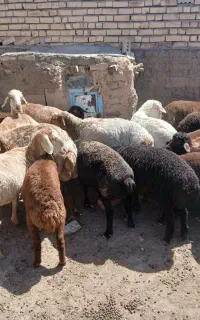 میش زاییده جفت 90      میش بدون بره دارم جفت 55
