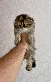 بچه گربه بریتیش اسکاتیش