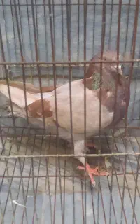 کبوتر مفلغ سرخ فیس