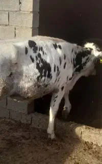 دوتا گاو خلوص بالا نژاد هلیشتان