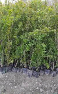 نهال اصل انار شهرضا و بادام خوشه ای