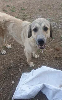 سک نروماده