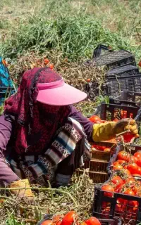 انجام کارهای کشاورزی وجین بژار کاشت سیب و . .‌ .