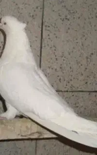 کبوتر کله پفکی کاکلی سفید مهر نوک ریز