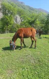 سلام اسب نریان جوان