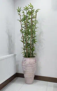 پتینه
