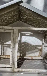 لانه مرغ