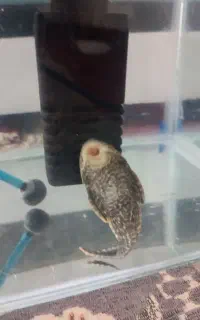 لجن خوار 8سانتی