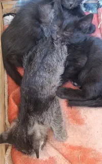 واگذاری بچه گربه
