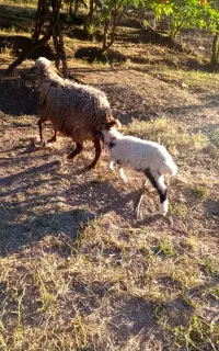میش بره