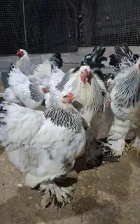 مرغ و خروس برهما لایت اصیل