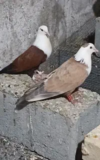کفتر مخمل