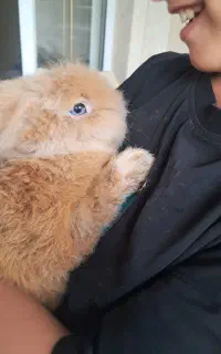 خرگوش مینی لوپ خارجی