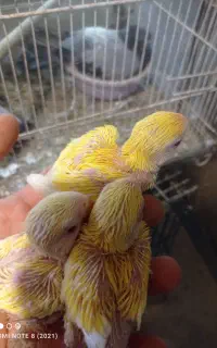 طوطی کوتوله برزیلی سرلاکی