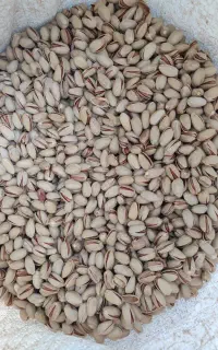 خرید و فروش پسته بالاترین قیمت