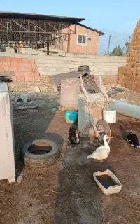 او دک مسکویی اصلی نر وماده