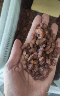 کشمش آقا زکریا