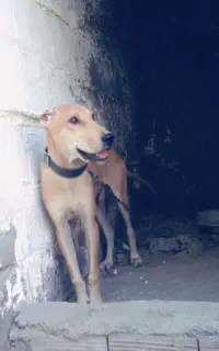 مجموعه سگ سراب