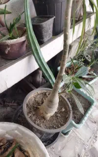 گل و گیاه طبیعی