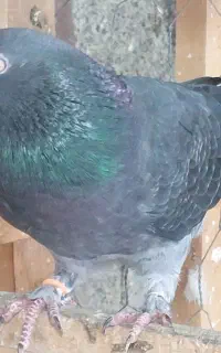 ماده زاغ مگسی