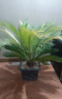 گیاه سیکاس