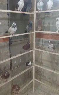 چهل تایی کبوتر همه خوب سلامت