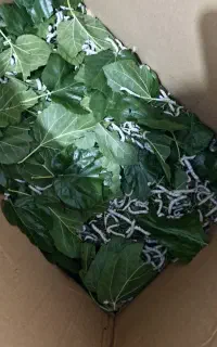 حیوان خزنده کرم ابریشم