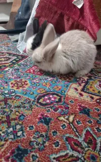 خرگوش مالزی