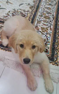 گلدن رتریور مو بلند