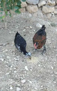 جوجه محلی وکله خروس