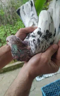 کفتر سرور پرشی و لانه