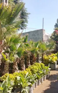 خدمات باغبانی گلکاری طراحی باغچه تعویض خاک گلدان