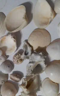 صدف