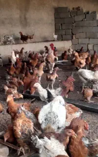 مرغ جوان تازه ب تخم اومدن