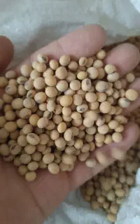سویا ۲۹ کیلو رقم باران