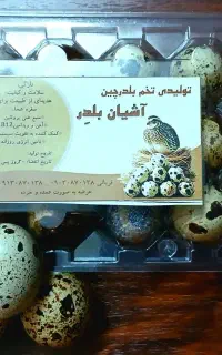 تخم بلدرچین