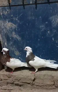 کبوتر طوقی