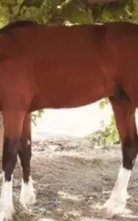 اسب