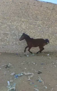کره اسب نریان