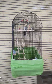 عروس هلندی جوجه دار