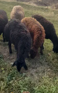 بره نر وماده