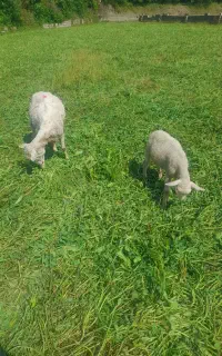 گوسفند رومن خالص به همراه بره