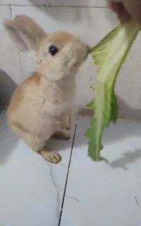 خرگوش خارجی