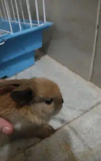 خرگوش