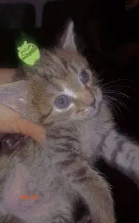 واگزاری بچه گربه