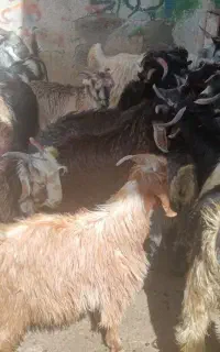 23عدد کهره نر ترکی درجه یک